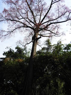 Yeşil ağaçlar açık bir günde Botanik Bahçesi, Sri Lanka.
