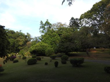 Kraliyet Botanik Bahçesi Kandy Sri Lanka, Açık güneşli gün, yeşil ağaçlar.