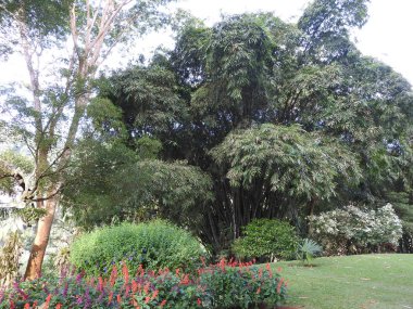 Kraliyet Botanik Bahçesi Kandy Sri Lanka, Açık güneşli gün, yeşil ağaçlar.