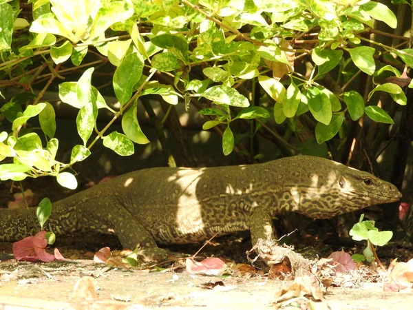 Grande iguana in movimento, habitat naturale dello Sri Lanka — Foto Stock