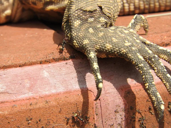 Paw big iguana, природная среда обитания Шри-Ланки — стоковое фото