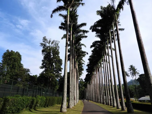 Groene bomen botanische tuin op een heldere dag, Sri Lanka. — Stockfoto
