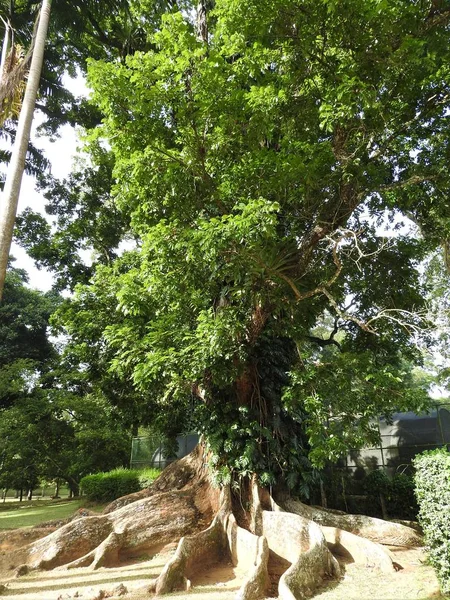 Botanischer Garten mit grünen Bäumen an klaren Tagen, sri lanka. — Stockfoto