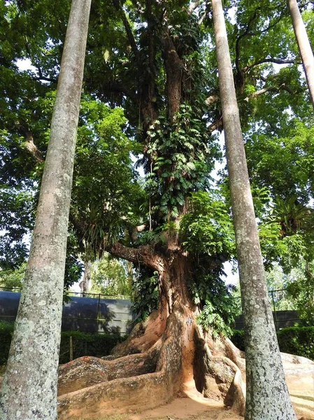 Yeşil ağaçlar açık bir günde Botanik Bahçesi, Sri Lanka. — Stok fotoğraf