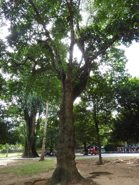 Green trees Botanical garden on a clear day, Sri Lanka. — Stock Photo, Image