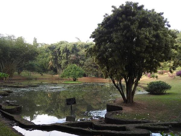 Koninklijke Botanische tuin Kandy Sri Lanka, heldere zonnige dag, in groene bomen. — Stockfoto