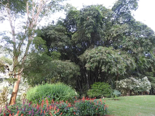 Koninklijke Botanische tuin Kandy Sri Lanka, heldere zonnige dag, in groene bomen. — Stockfoto