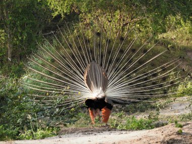 Sri Lanka yala Milli Parkı açık bir güneşli gün Peacock.