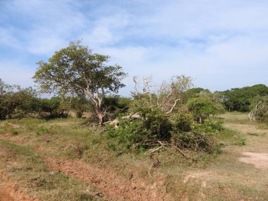 Güzel manzaralar ağaçlarının, parlak yeşil, Güney Asya, Yalla, Sri Lanka.