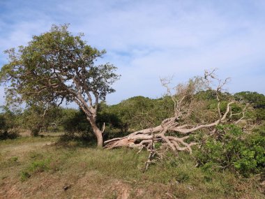 Güzel manzaralar ağaçlarının, parlak yeşil, Güney Asya, Yalla, Sri Lanka.