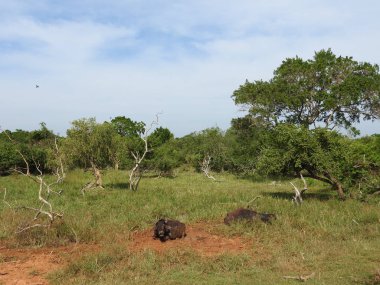 Güzel manzaralar ağaçlarının, parlak yeşil, Güney Asya, Yalla, Sri Lanka.