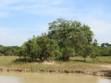 Göller, kuşlar, doğa ve manzara Yala Milli Parkı, Sri Lanka