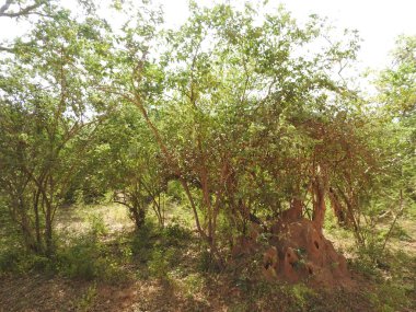 Güzel manzaralar ağaçlarının, parlak yeşil, Güney Asya, Yalla, Sri Lanka.