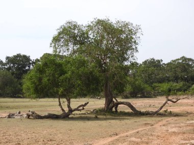Güzel manzaralar ağaçlarının, parlak yeşil, Güney Asya, Yalla, Sri Lanka.