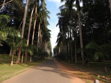 Kandy, Sri Lanka, yeşil flora açık güneşli bir Kraliyet Botanik Bahçesi.
