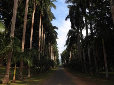 Kandy, Sri Lanka, yeşil flora açık güneşli bir Kraliyet Botanik Bahçesi.