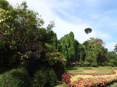 Kandy, Sri Lanka, yeşil flora açık güneşli bir Kraliyet Botanik Bahçesi.