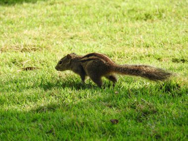 Sri Lanka yeşil çimenlerin üzerinde sevimli sincap