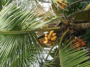 Sarı hindistancevizi palmiye ağacı üzerinde Sri Lanka büyümek
