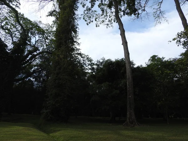Βασιλικός Βοτανικός Κήπος Kandy Σρι Λάνκα, καθαρή ηλιόλουστη μέρα, σε καταπράσινα δέντρα. — Φωτογραφία Αρχείου