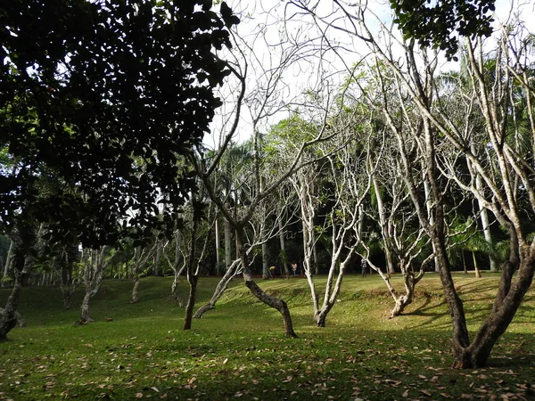 Real Jardín Botánico Kandy Sri Lanka, claro día soleado, en árboles verdes . — Foto de Stock