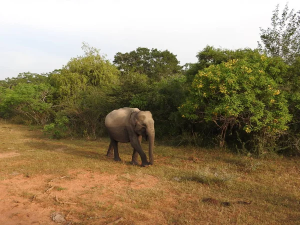 El elefante bebé camina en la selva verde en un claro día soleado en el Parque Nacional de Yala en Sri Lanka . —  Fotos de Stock