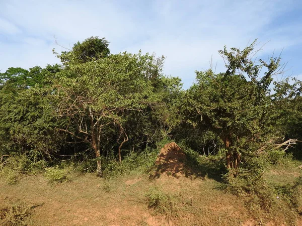 Güzel manzaralar ağaçlarının, parlak yeşil, Güney Asya, Yalla, Sri Lanka.