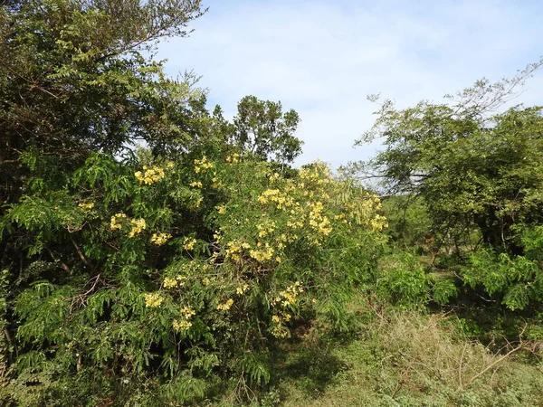 Vacker utsikt över träd, ljust gröna, Sydasien, Yalla, Sri Lanka. — Stockfoto