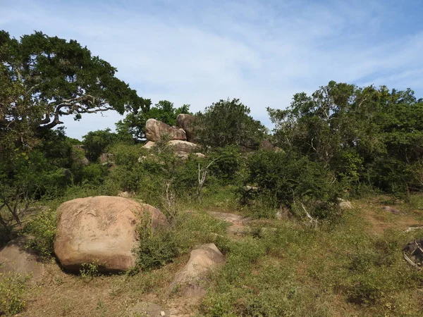Güzel manzaralar ağaçlarının, parlak yeşil, Güney Asya, Yalla, Sri Lanka.