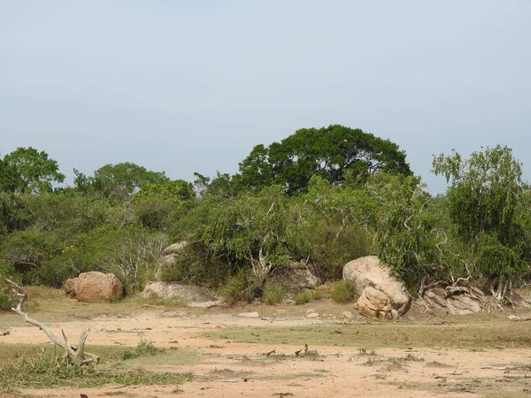 Bella vista panoramica sugli alberi, verde brillante, Asia meridionale, Yalla, Sri Lanka . — Foto Stock