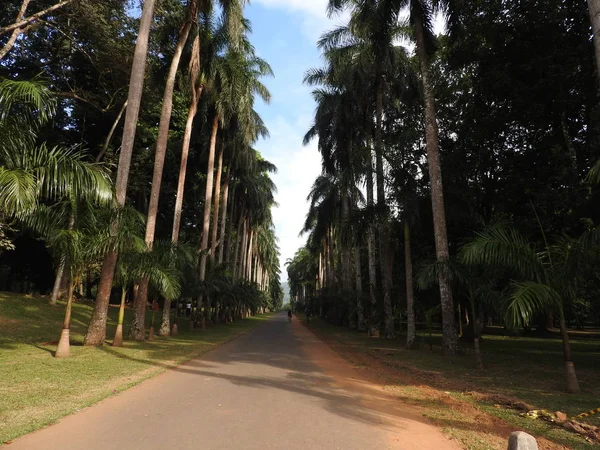 Royal Botanic garden in Kandy, Sri Lanka, groene flora op een heldere zonnige dag. — Stockfoto