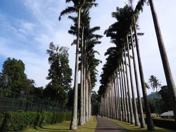 Royal Botanic garden in Kandy, Sri Lanka, groene flora op een heldere zonnige dag. — Stockfoto