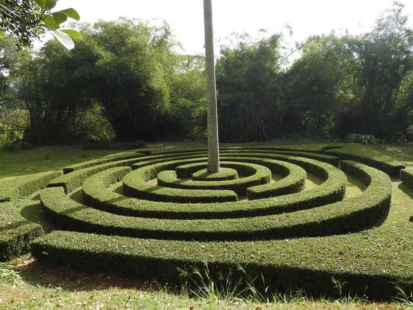 Królewski Ogród botaniczny w Kandy, Sri Lanka, zielony flora jasny słoneczny dzień. — Zdjęcie stockowe