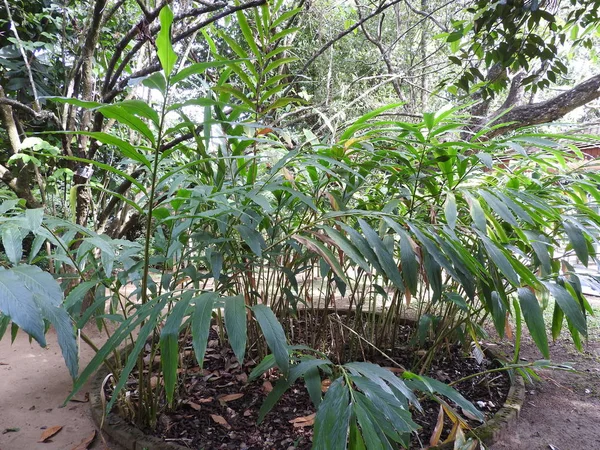 Königlicher botanischer garten in kandy, sri lanka, grüne flora an einem klaren sonnigen tag. — Stockfoto