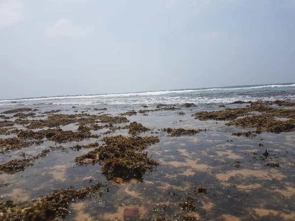 Algues vertes sur une plage et mer bleue — Photo