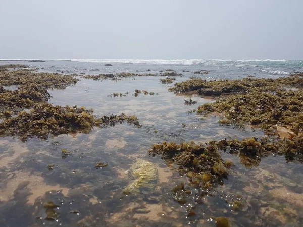 Algues vertes sur une plage et mer bleue — Photo