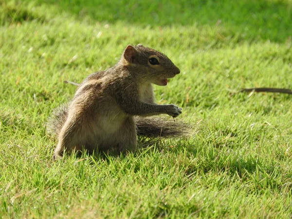 Roztomilé veverky na zelené trávě na Srí Lance — Stock fotografie