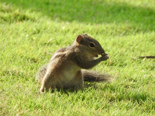 Cute Chipmunk on green grass in Sri Lanka — Stok Foto