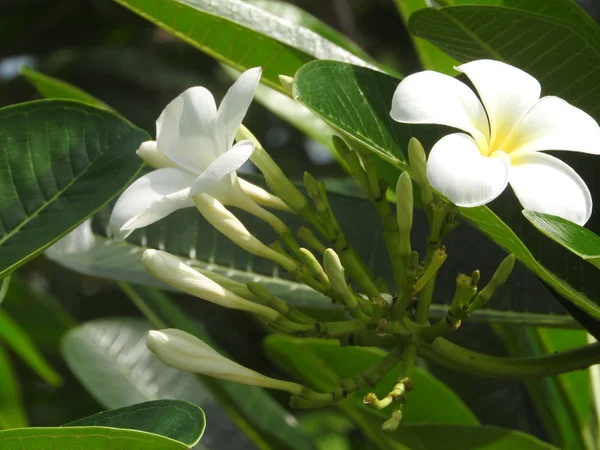 Vita blommor på grön bakgrund, Sri Lanka — Stockfoto