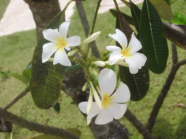 Белые цветы на зеленом фоне, Шри-Ланка — стоковое фото