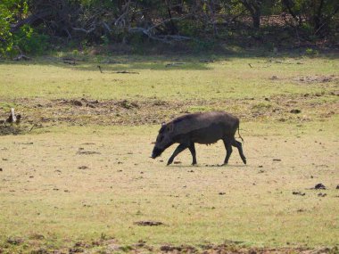 Yaban domuzu puslu sabah ormanda yürüyüş. Binturongun doğal yaşam ortamı yaban hayatı