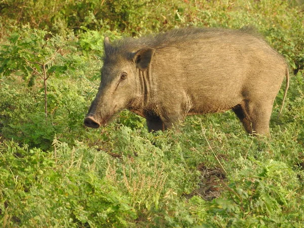 Babi hutan berjalan di hutan di pagi hari berkabut. Kehidupan liar di habitat alaminya — Stok Foto