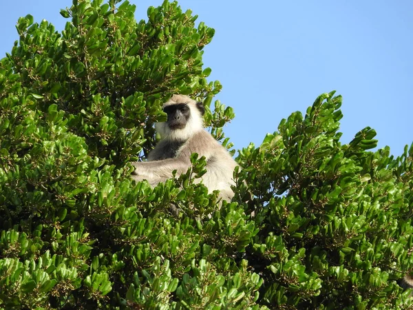 Vit apa i den naturliga livsmiljön för gröna träd, Sri Lanka island Park. — Stockfoto