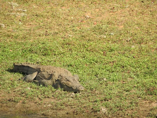 Αλιγάτορα στο εθνικό πάρκο Γιάλα σχετικά με το νησί της Σρι Λάνκα — Φωτογραφία Αρχείου