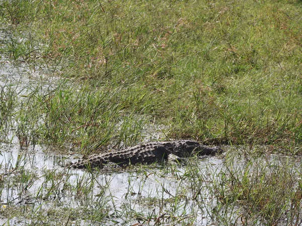 Alligator i nationalparken Yala på den ön i Sri Lanka — Stockfoto