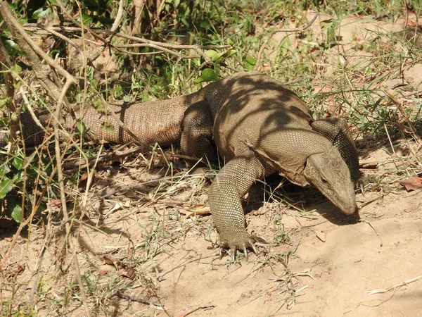 Ящерица прогулки в своей естественной среде обитания в национальном парке Шри-Ланка — стоковое фото