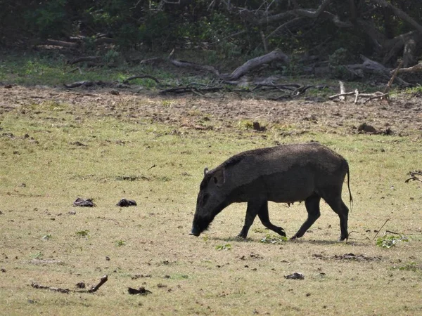 Wildschweine spazieren am nebligen Morgen im Wald. Wildtiere in ihrem natürlichen Lebensraum — Stockfoto
