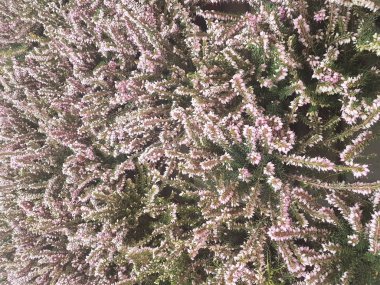 Ladin Brunch 'ı yakın çekim. Yüzey odağı. Kabarık yeşil çam Brunch 'ı yakın çekim. Noel duvar kağıdı kavramı. Boşluk Kopyala.