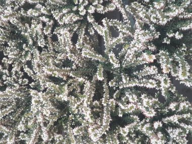 Ladin Brunch 'ı yakın çekim. Yüzey odağı. Kabarık yeşil çam Brunch 'ı yakın çekim. Noel duvar kağıdı kavramı. Boşluk Kopyala.