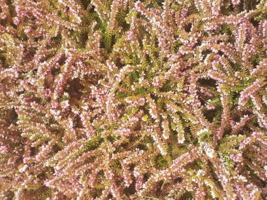 Ladin Brunch 'ı yakın çekim. Yüzey odağı. Kabarık yeşil çam Brunch 'ı yakın çekim. Noel duvar kağıdı kavramı. Boşluk Kopyala.